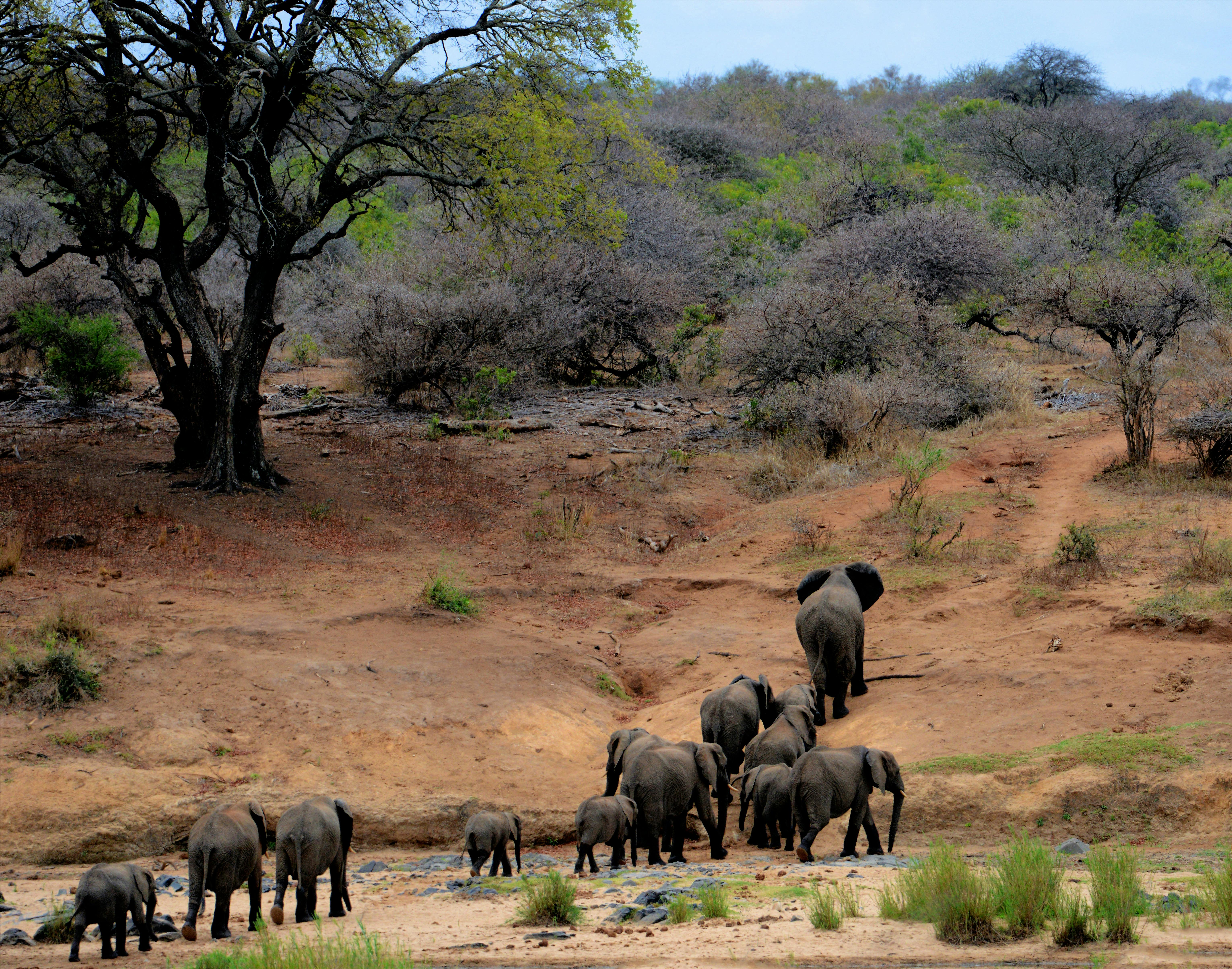 Ruaha National Park