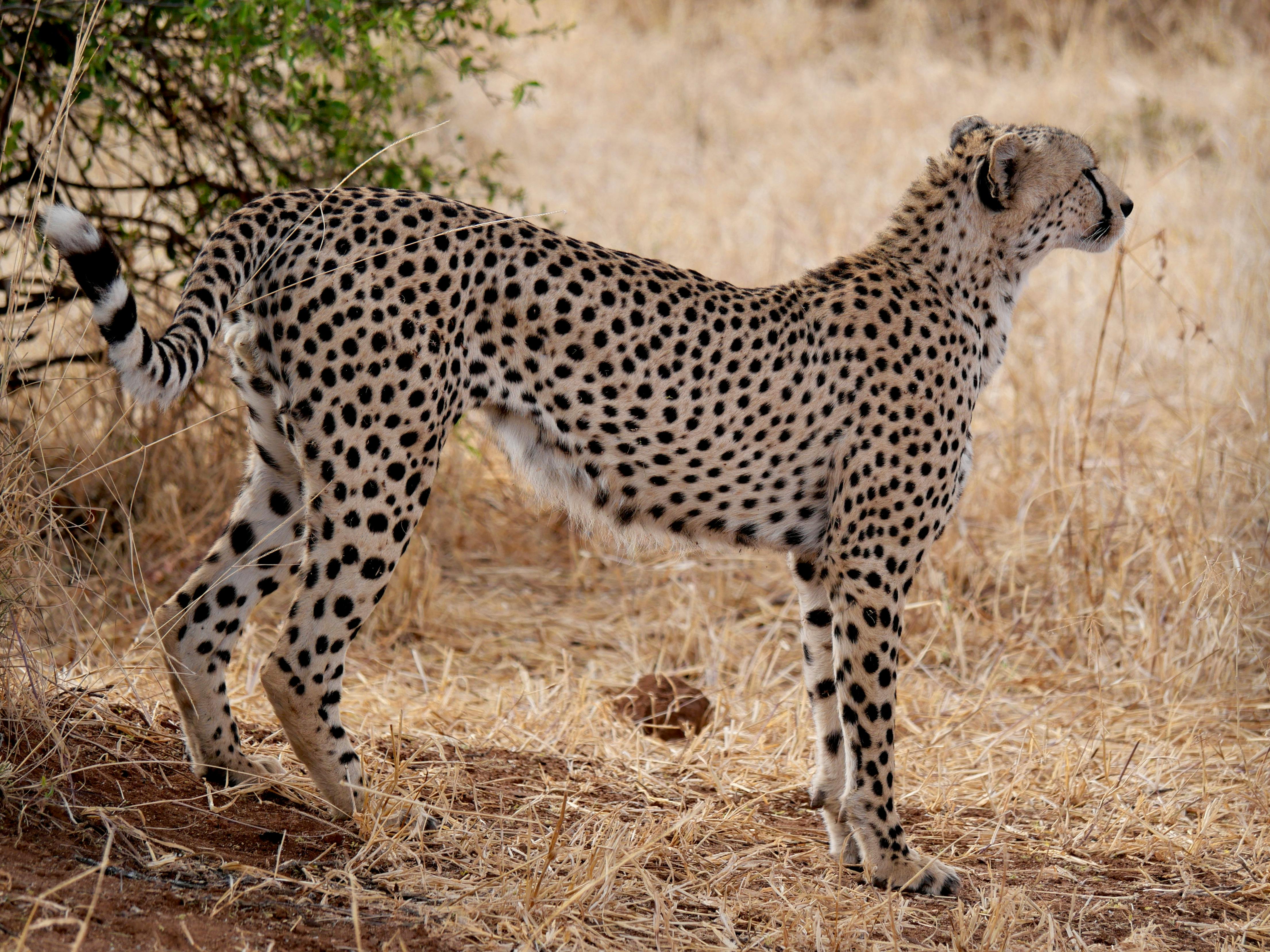 Tarangire National Park