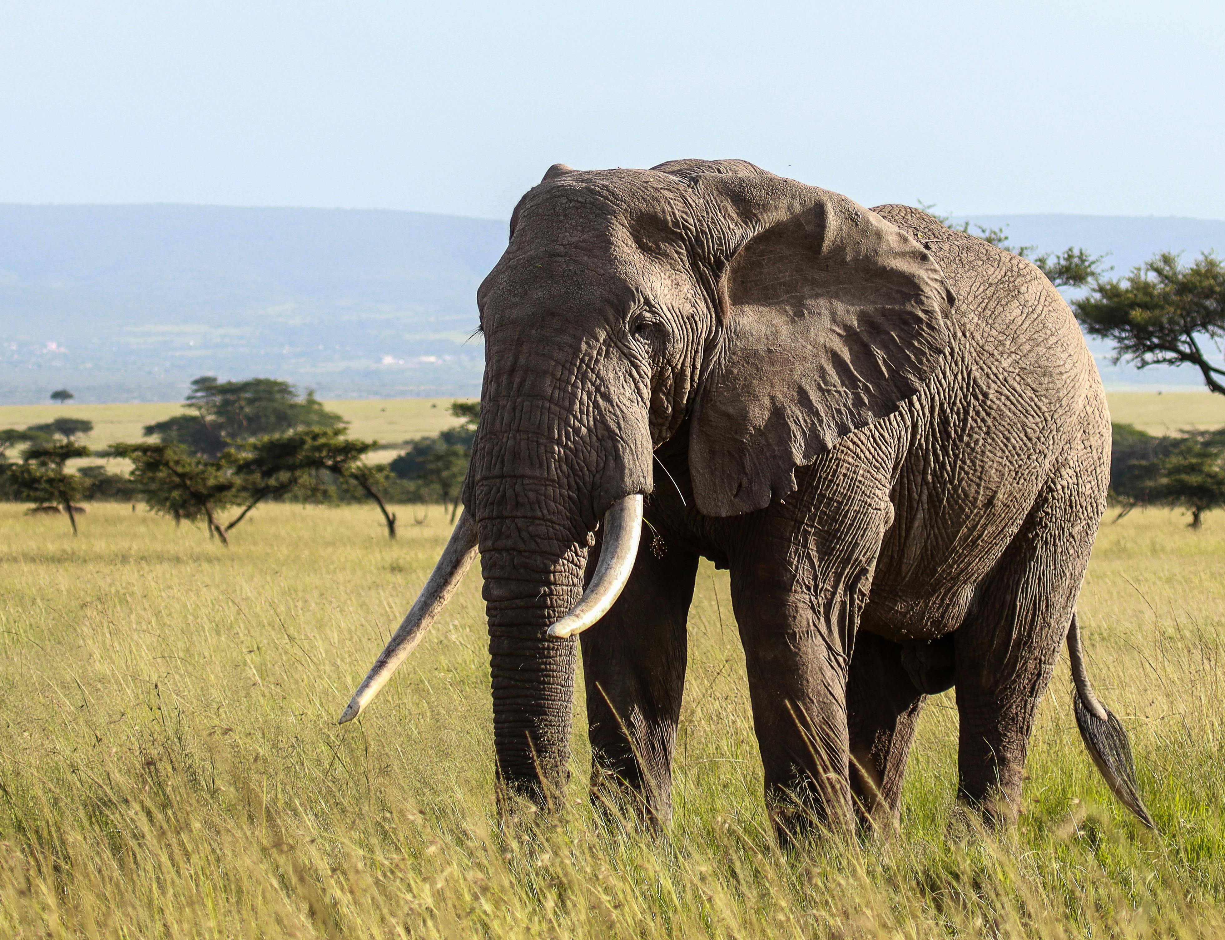 Chobe elephants
