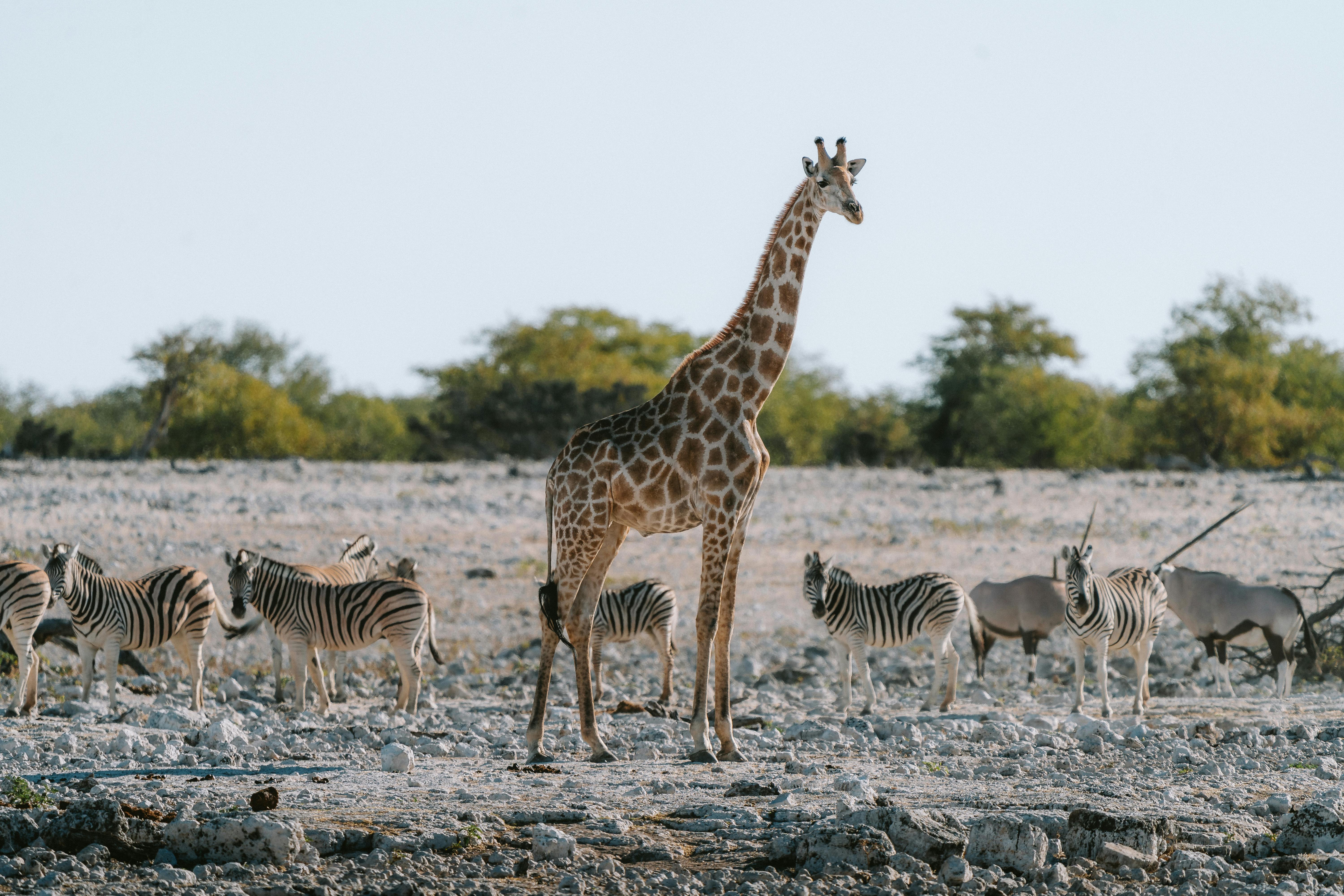 Giraffe Centre