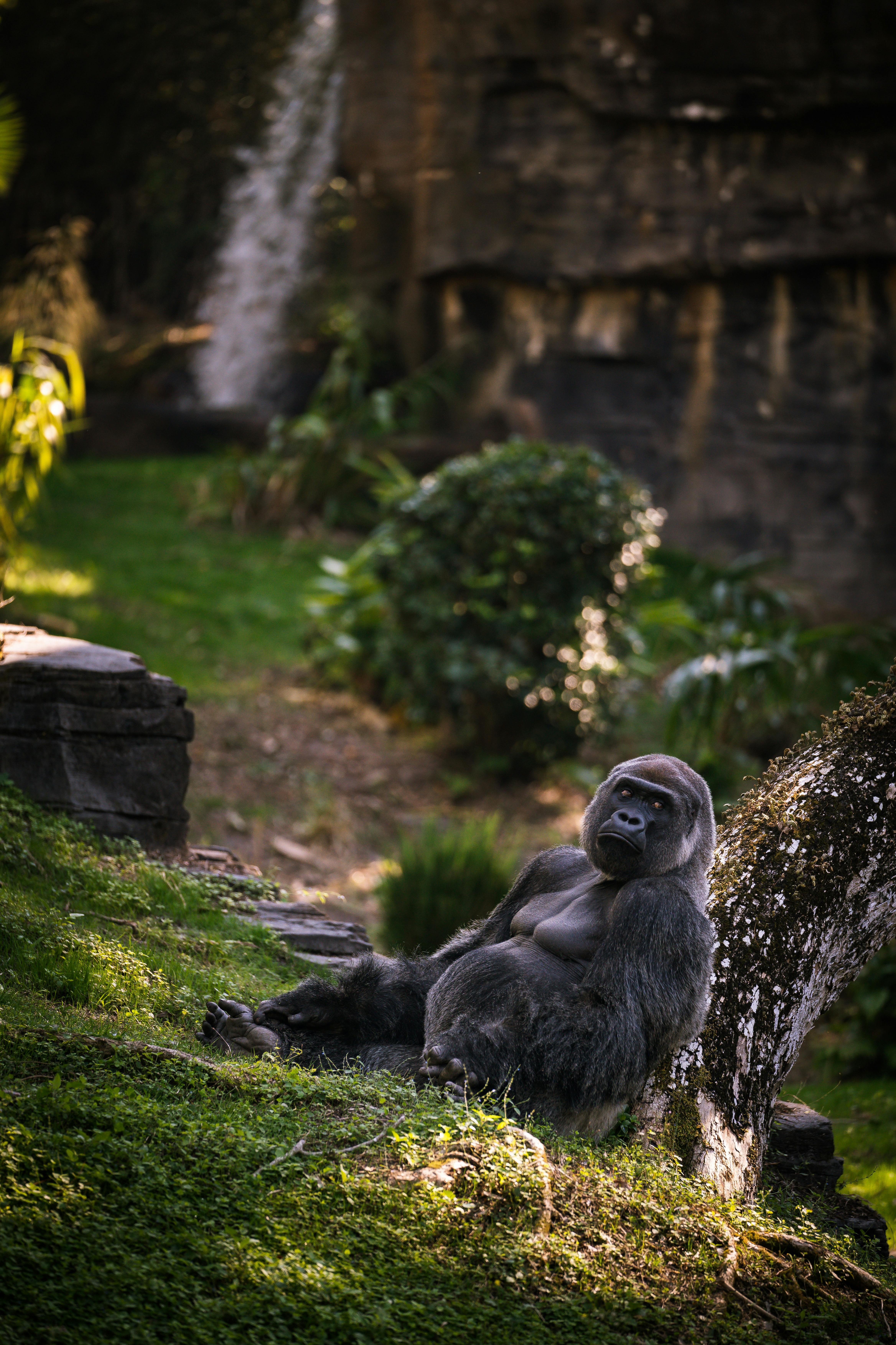 Gorillas in mist