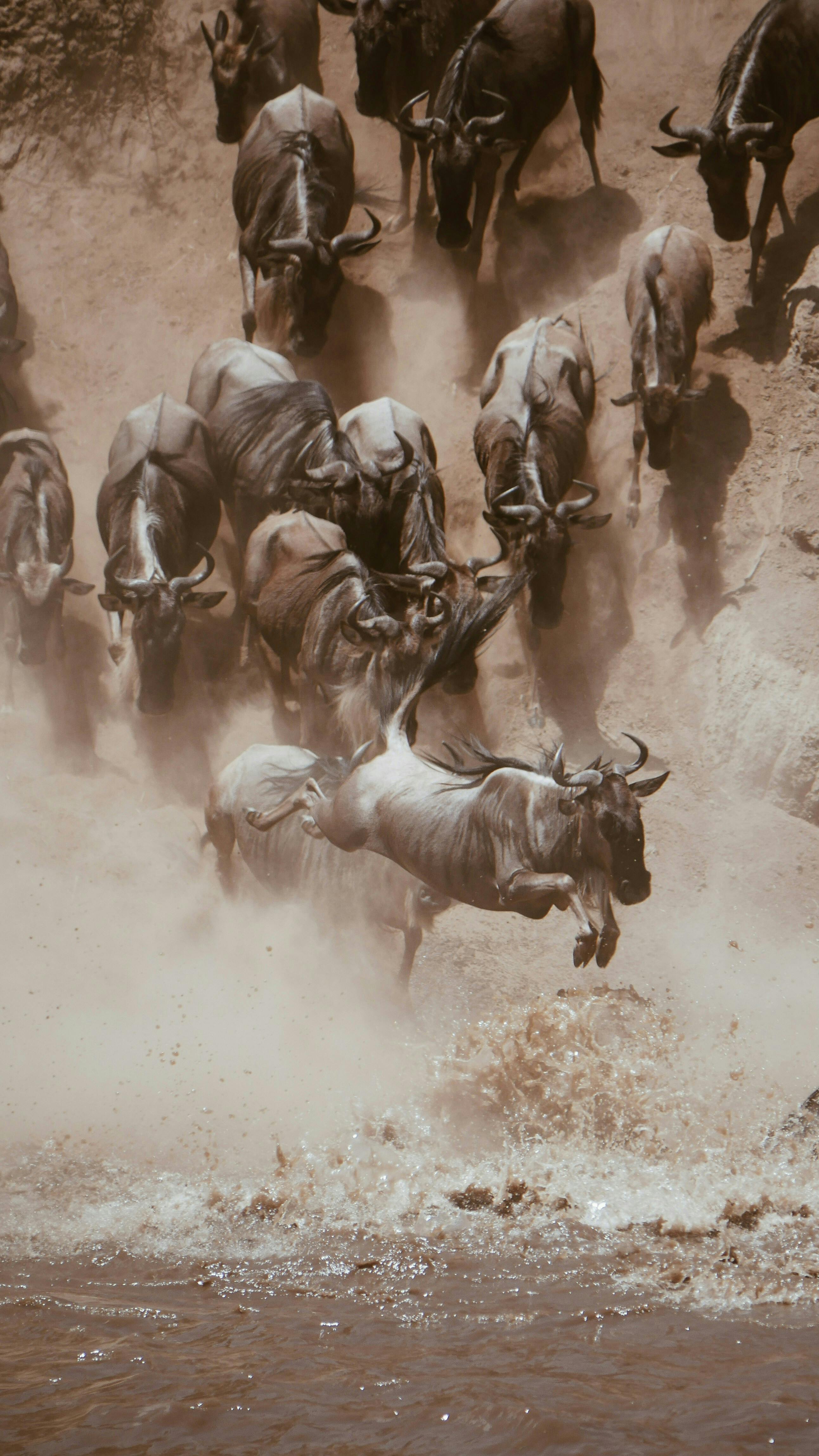 Great wildebeest migration
