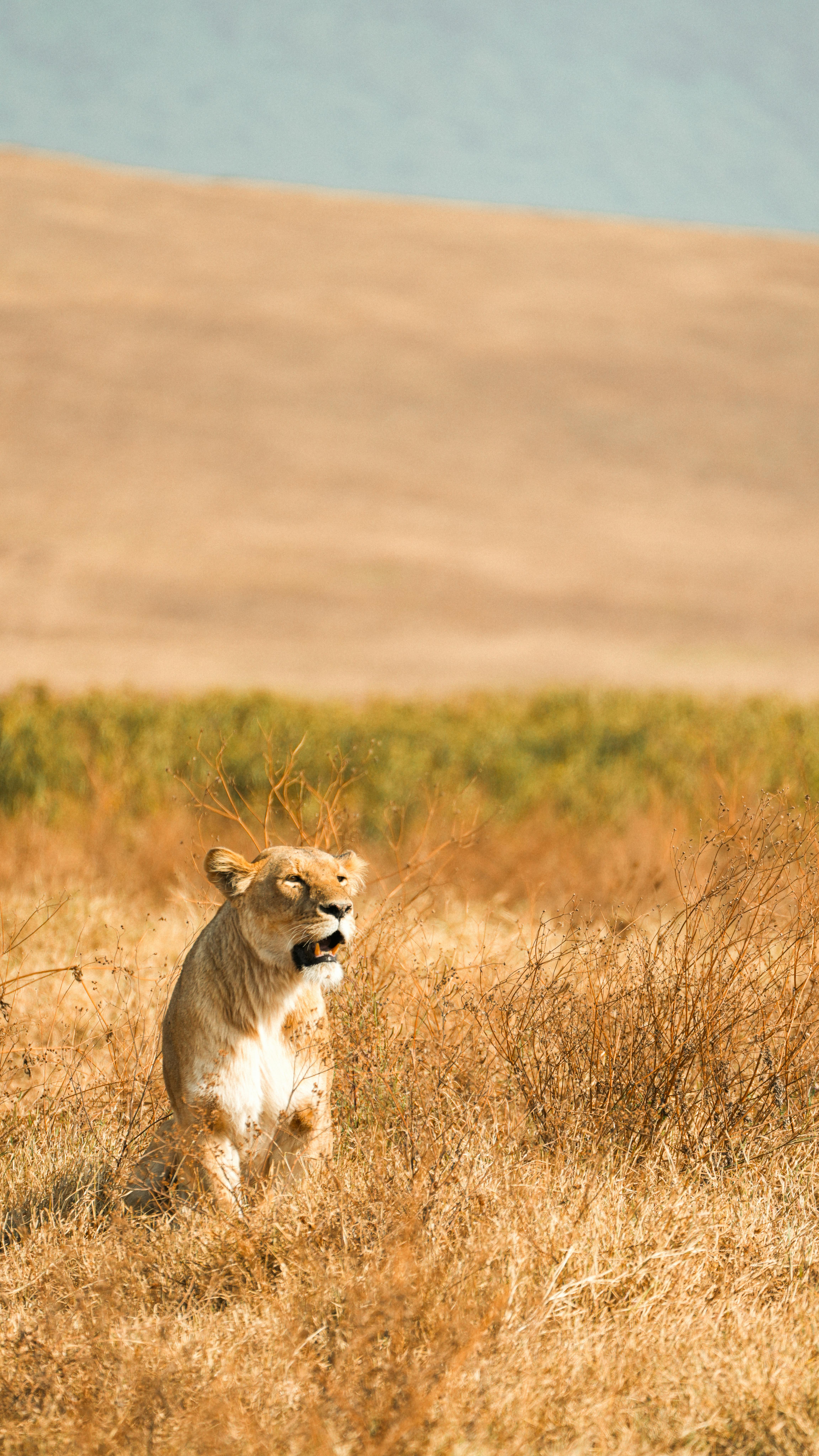 Central Kalahari Reserve