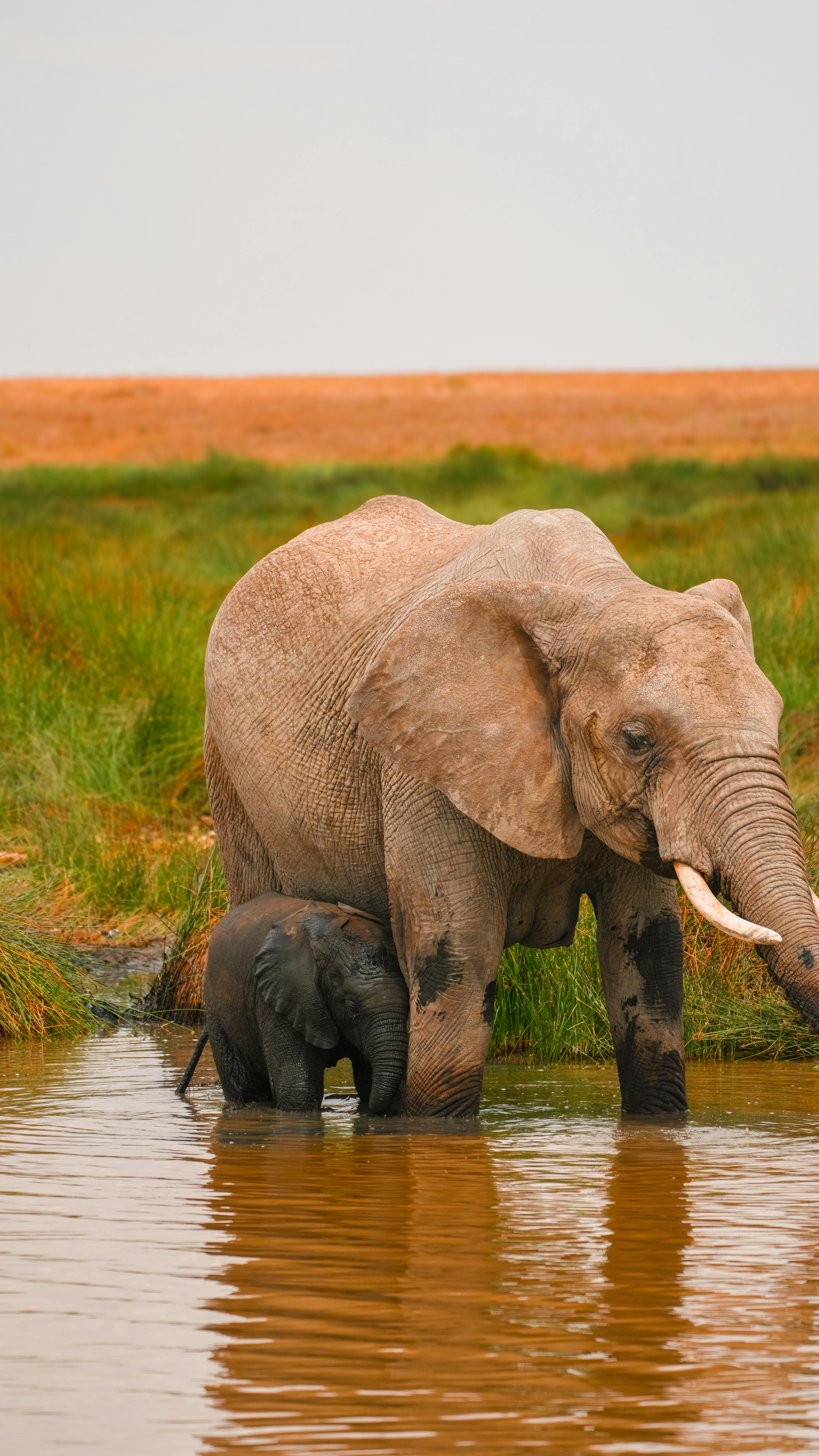 Elephant family, Amboseli